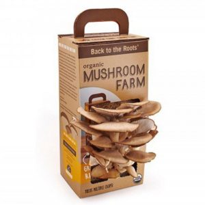 Mushroom Boxes